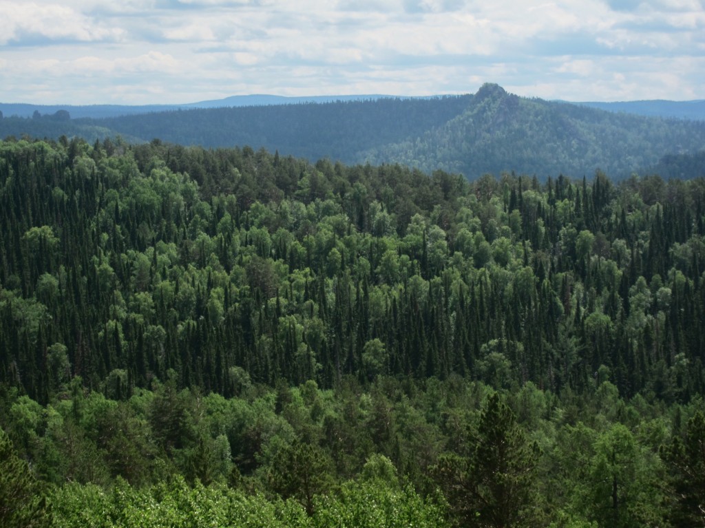 Красноярские столбы: панорама тайги